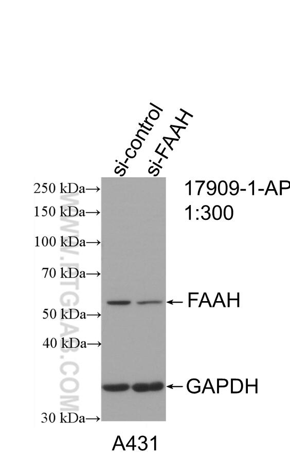 Western Blot (WB) analysis of A431 cells using FAAH Polyclonal antibody (17909-1-AP)