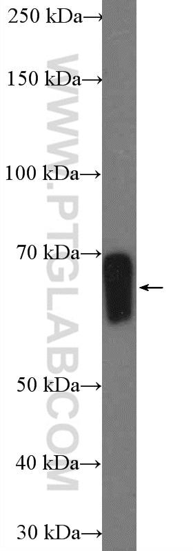 Western Blot (WB) analysis of mouse liver tissue using FAAH Polyclonal antibody (17909-1-AP)