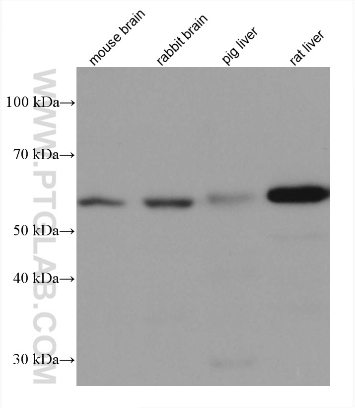 Western Blot (WB) analysis of various lysates using FAAH Monoclonal antibody (67607-1-Ig)