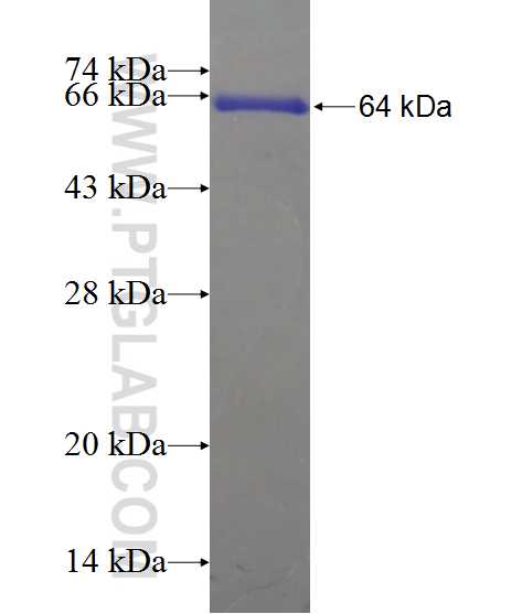 FAAH fusion protein Ag12304 SDS-PAGE