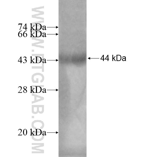 FAAH fusion protein Ag12720 SDS-PAGE