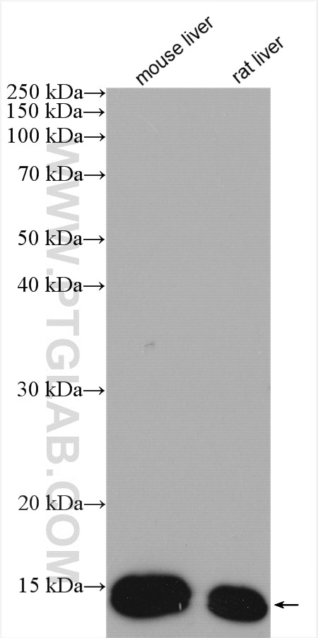 Western Blot (WB) analysis of various lysates using FABP1 Polyclonal antibody (13626-1-AP)