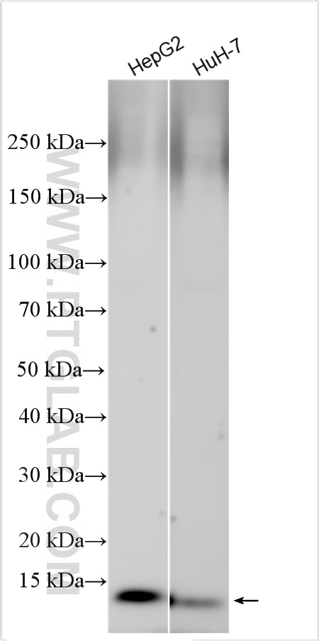 Western Blot (WB) analysis of various lysates using FABP1 Polyclonal antibody (13626-1-AP)