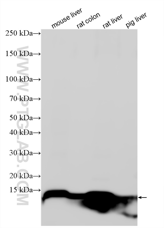Western Blot (WB) analysis of various lysates using FABP1 Polyclonal antibody (34024-1-AP)