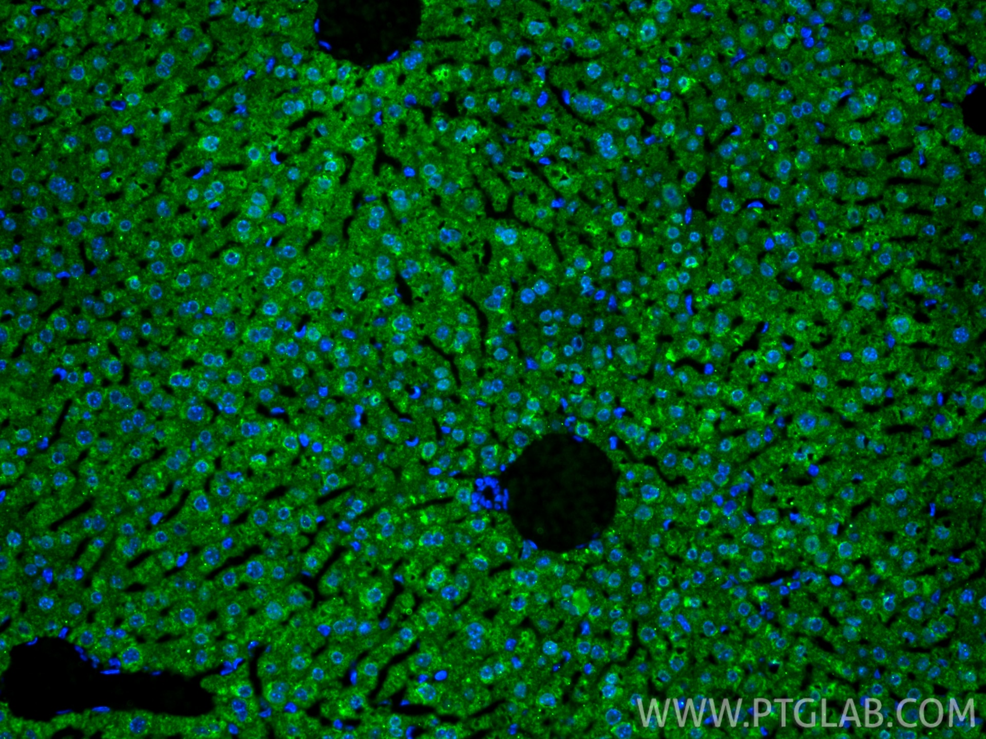 Immunofluorescence (IF) / fluorescent staining of mouse liver tissue using FABP1 Monoclonal antibody (68227-1-Ig)