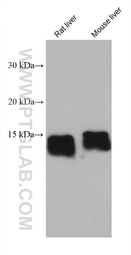 Western Blot (WB) analysis of various lysates using FABP1 Monoclonal antibody (68227-1-Ig)