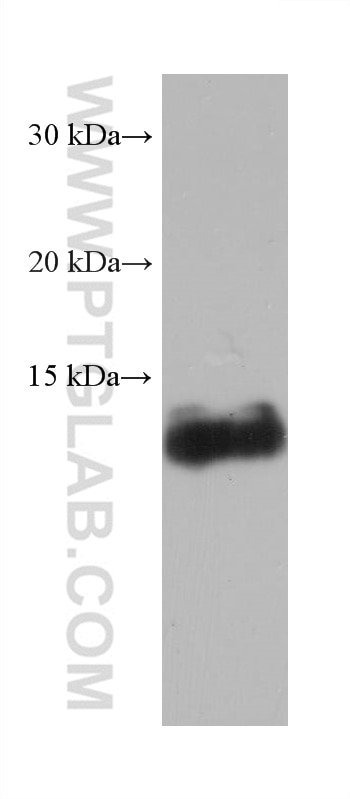 Western Blot (WB) analysis of pig liver tissue using FABP1 Monoclonal antibody (68227-1-Ig)