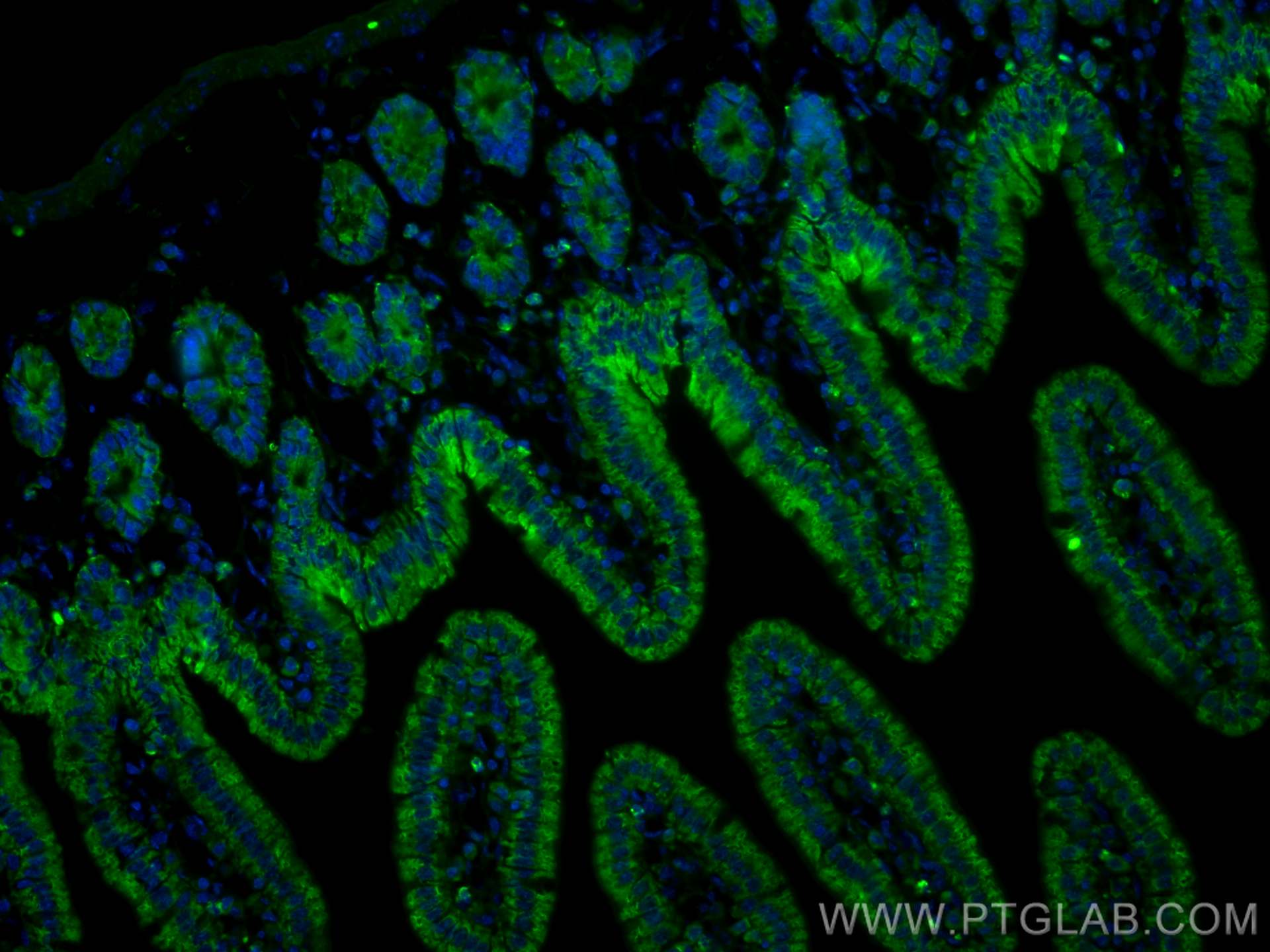 Immunofluorescence (IF) / fluorescent staining of mouse small intestine tissue using CoraLite® Plus 488-conjugated FABP1 Monoclonal ant (CL488-68227)