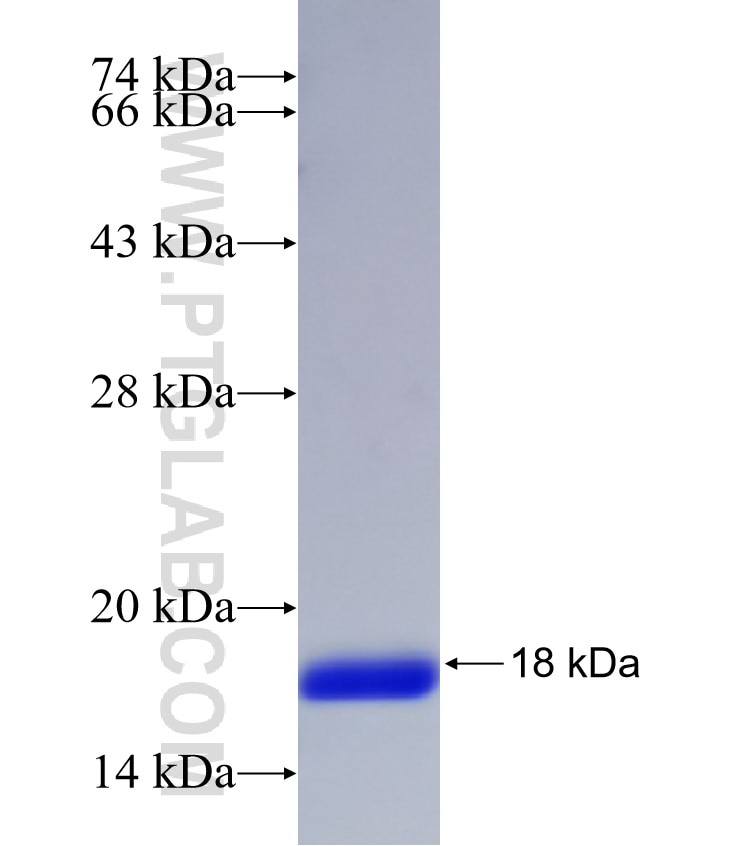 FABP1 fusion protein Ag32836 SDS-PAGE