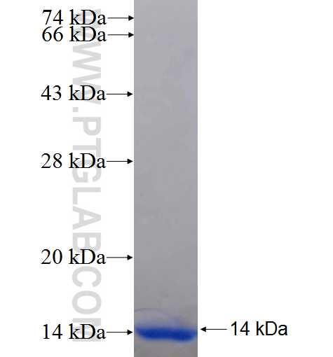 FABP12 fusion protein Ag23335 SDS-PAGE