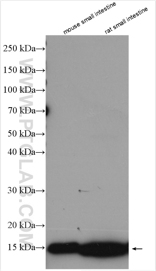 Western Blot (WB) analysis of various lysates using FABP2 Polyclonal antibody (21252-1-AP)