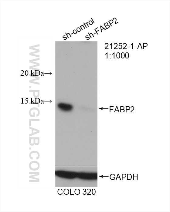 Western Blot (WB) analysis of COLO 320 cells using FABP2 Polyclonal antibody (21252-1-AP)