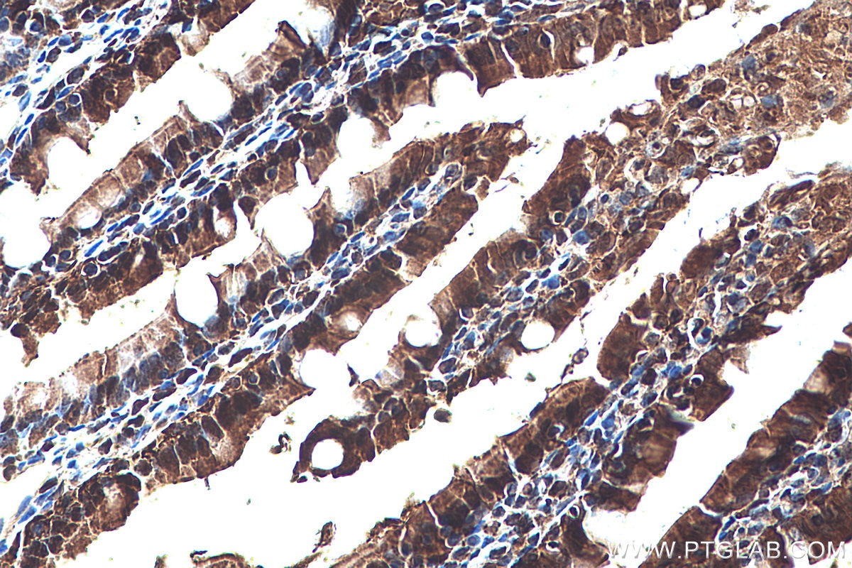 IHC staining of rat small intestine using 67691-1-Ig