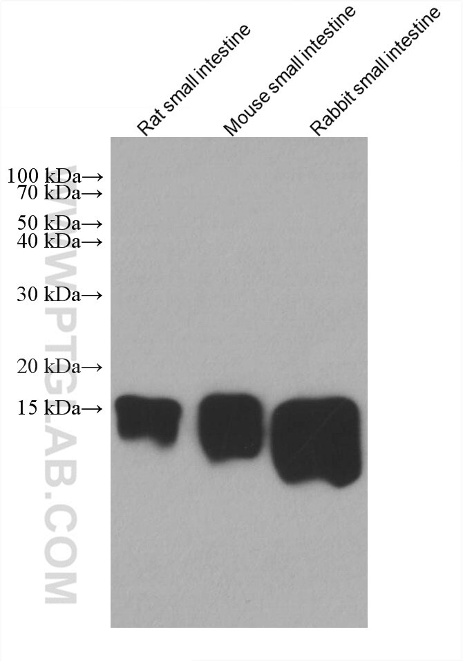 Western Blot (WB) analysis of various lysates using FABP2 Monoclonal antibody (67691-1-Ig)