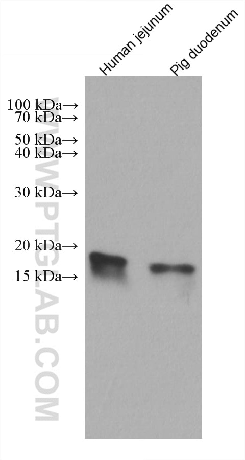 Western Blot (WB) analysis of various lysates using FABP2 Monoclonal antibody (67691-1-Ig)