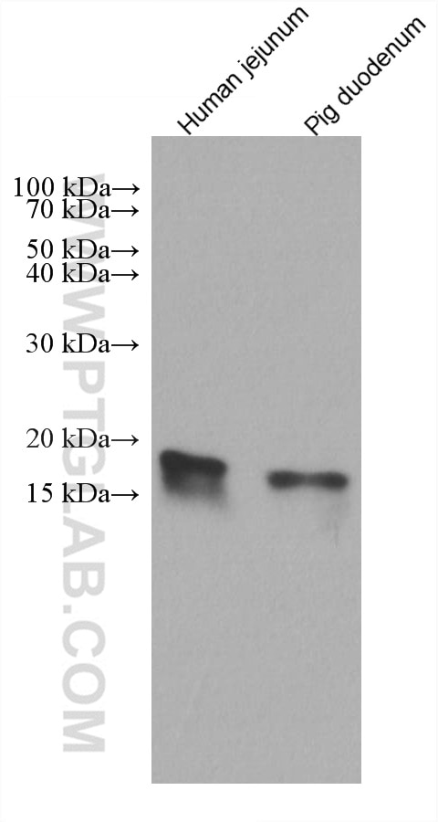 WB analysis using 67691-1-Ig