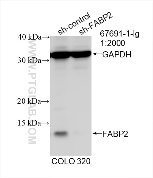 Western Blot (WB) analysis of COLO 320 cells using FABP2 Monoclonal antibody (67691-1-Ig)