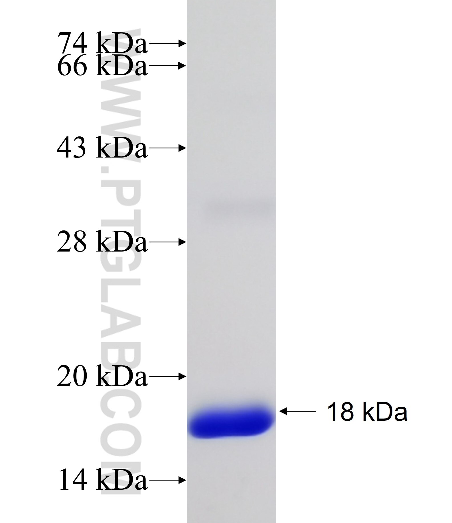 FABP2 fusion protein Ag17620 SDS-PAGE