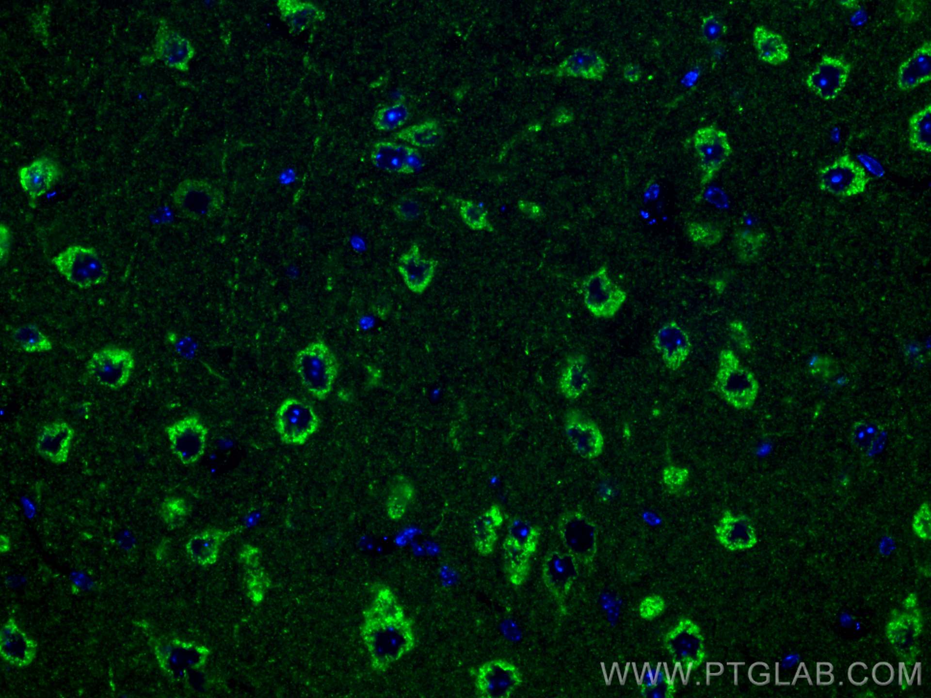 Immunofluorescence (IF) / fluorescent staining of mouse brain tissue using FABP3 Polyclonal antibody (10676-1-AP)