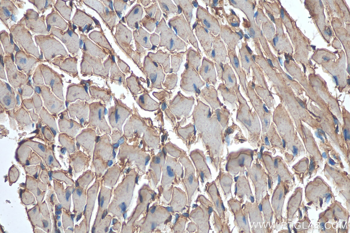Immunohistochemistry (IHC) staining of mouse heart tissue using FABP3 Polyclonal antibody (10676-1-AP)