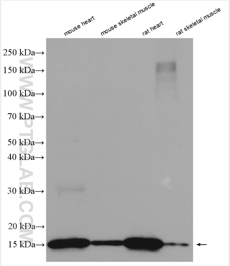 Western Blot (WB) analysis of various lysates using FABP3 Polyclonal antibody (10676-1-AP)