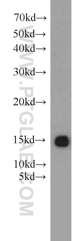 Western Blot (WB) analysis of rat testis tissue using FABP3 Polyclonal antibody (10676-1-AP)