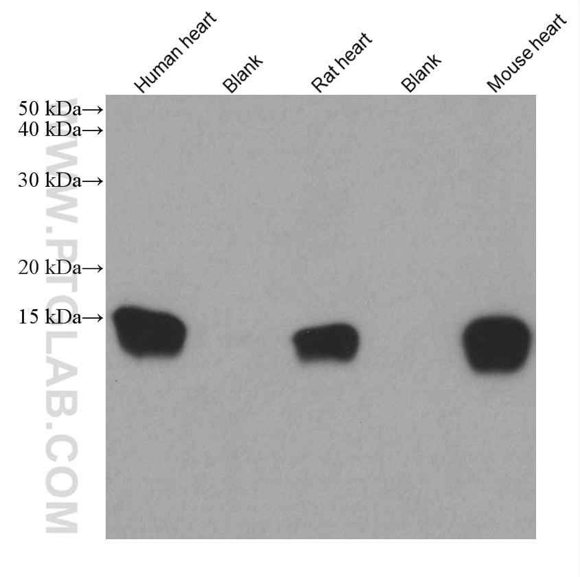 Western Blot (WB) analysis of various lysates using FABP3 Monoclonal antibody (60280-1-Ig)