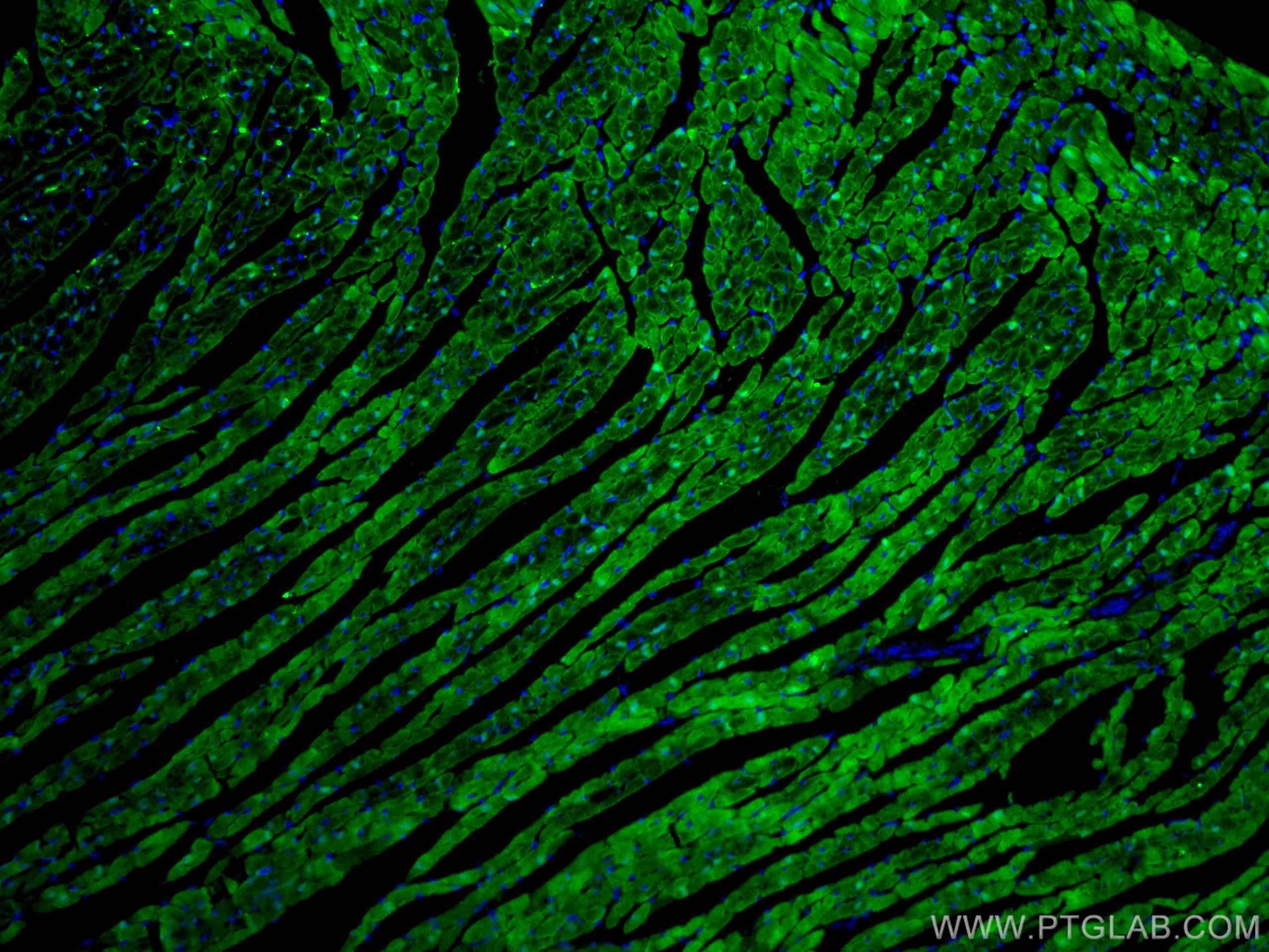Immunofluorescence (IF) / fluorescent staining of mouse heart tissue using CoraLite® Plus 488-conjugated FABP3 Monoclonal ant (CL488-60280)