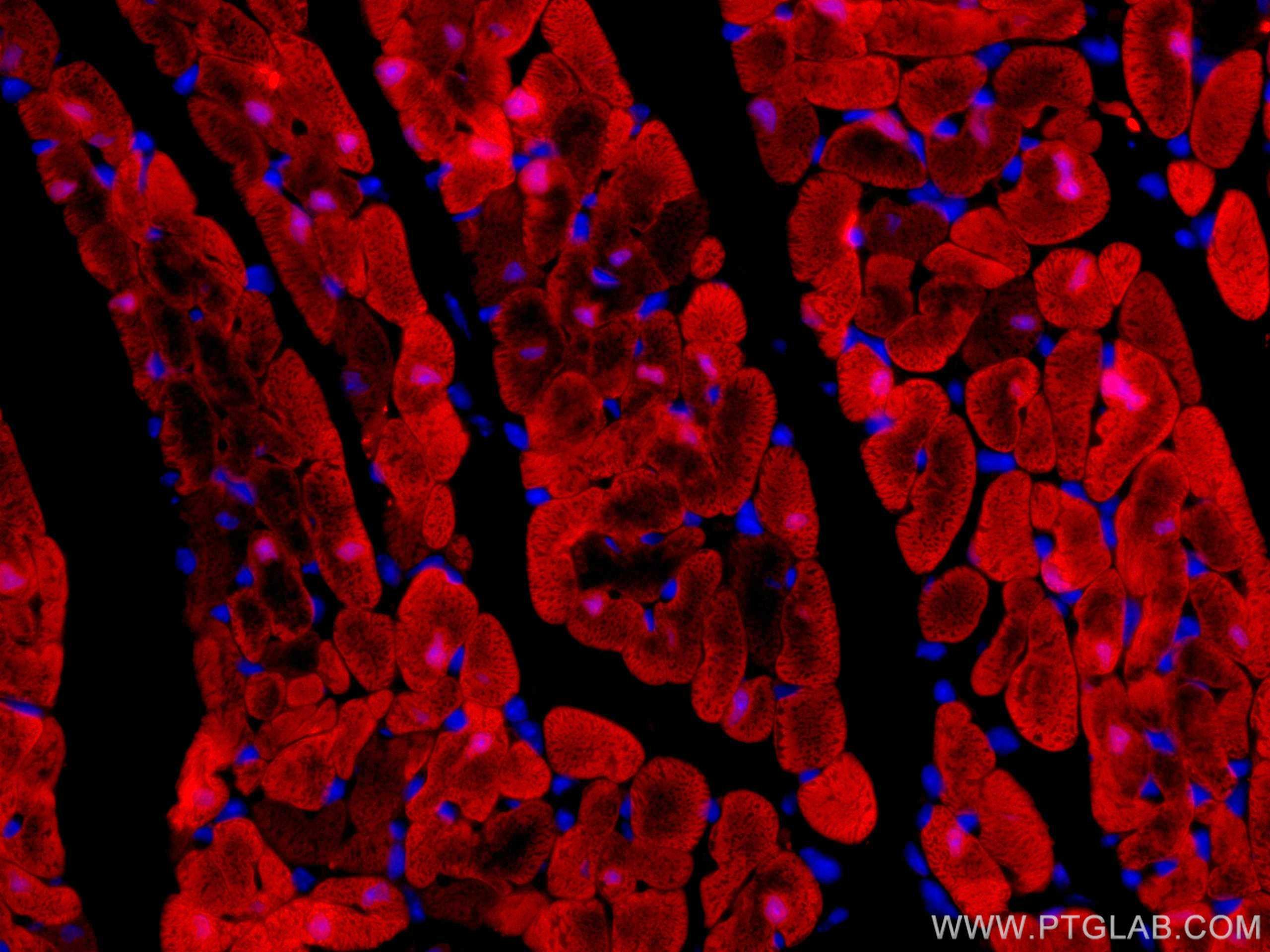 Immunofluorescence (IF) / fluorescent staining of mouse heart tissue using CoraLite®594-conjugated FABP3 Monoclonal antibody (CL594-60280)