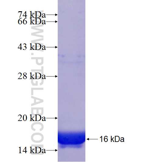FABP3 fusion protein Ag21483 SDS-PAGE