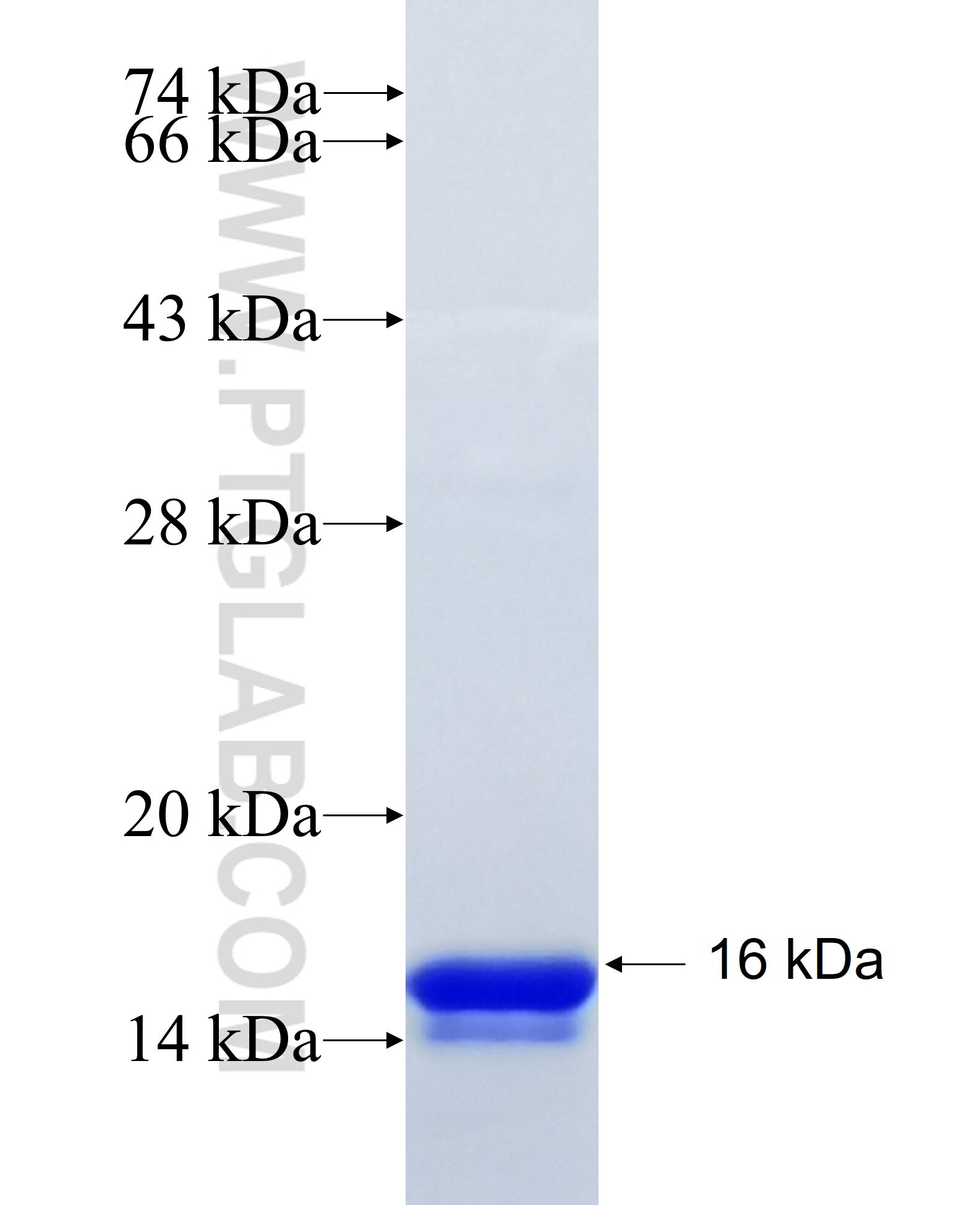 FABP3 fusion protein Ag21483 SDS-PAGE