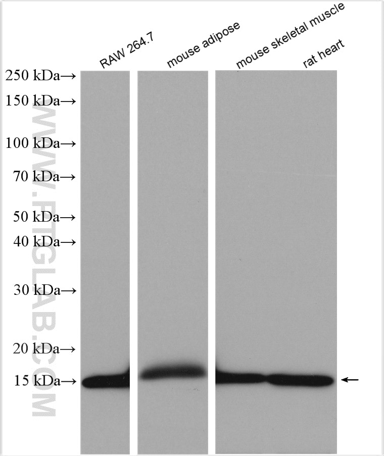 Western Blot (WB) analysis of various lysates using FABP4 Polyclonal antibody (12802-1-AP)