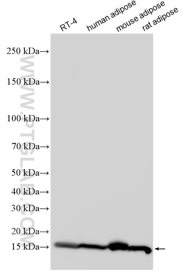 WB analysis using 12802-1-AP Western Blot (WB) analysis of various lysates using FABP4 Polyclonal antibody (12802-1-AP)