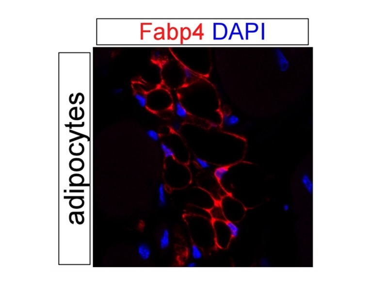 Immunofluorescence (IF) / fluorescent staining of mouse adipose tissue using FABP4 Polyclonal antibody (15872-1-AP)
