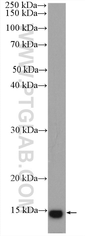 Western Blot (WB) analysis of rat skeletal muscle tissue using FABP4 Polyclonal antibody (15872-1-AP)