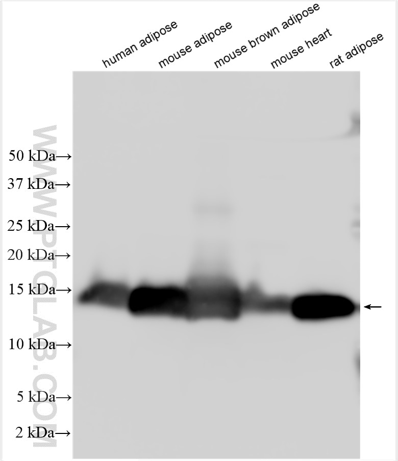 Western Blot (WB) analysis of various lysates using FABP4 Polyclonal antibody (15872-1-AP)