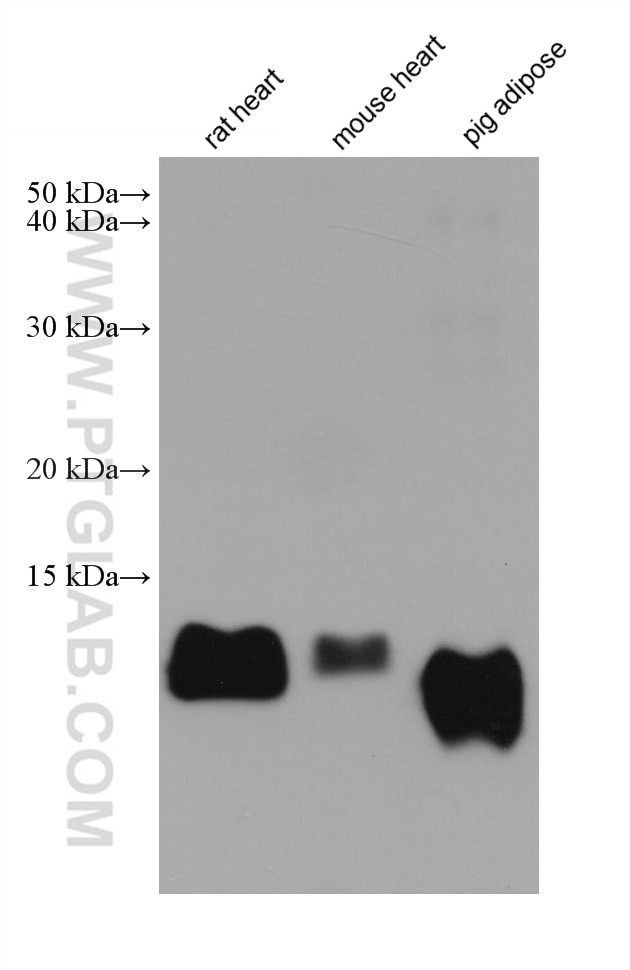 Western Blot (WB) analysis of various lysates using FABP4 Monoclonal antibody (67167-1-Ig)