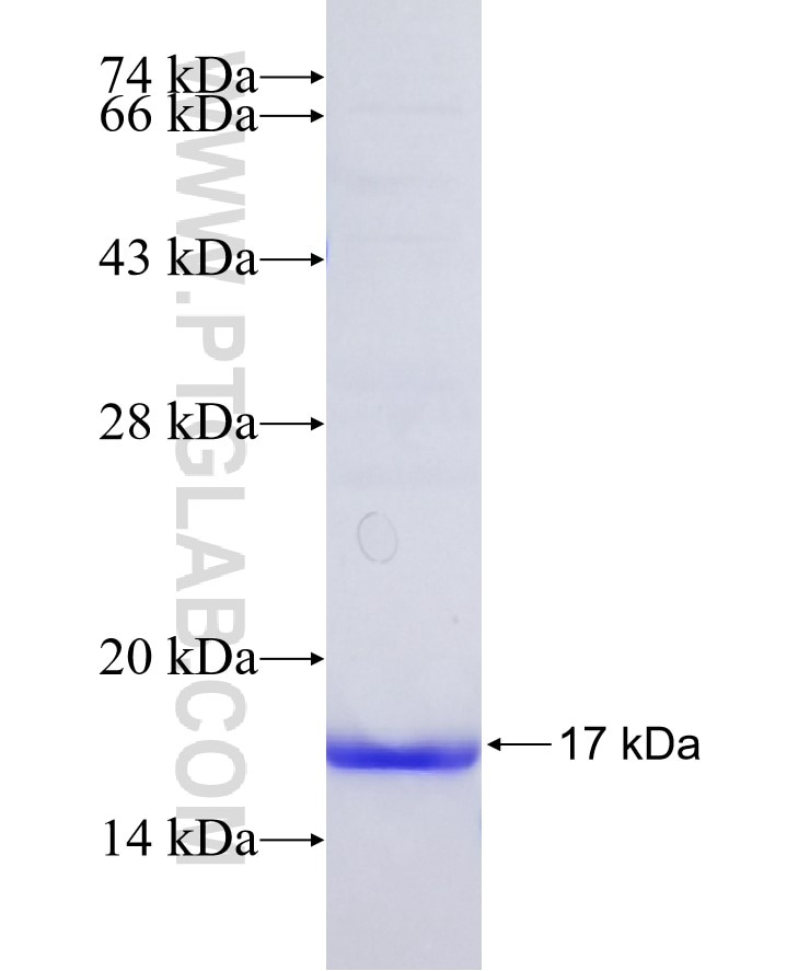 FABP4 fusion protein Ag8565 SDS-PAGE