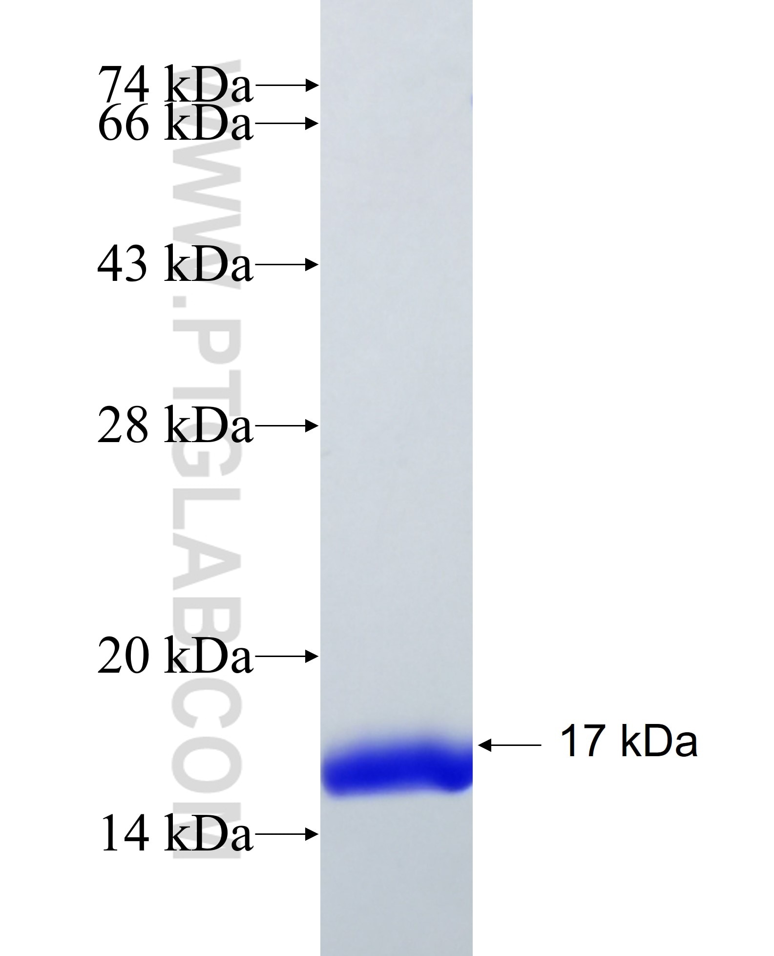 FABP4 fusion protein Ag8565 SDS-PAGE