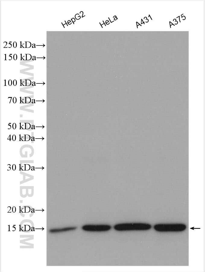 Western Blot (WB) analysis of various lysates using FABP5 Polyclonal antibody (12348-1-AP)