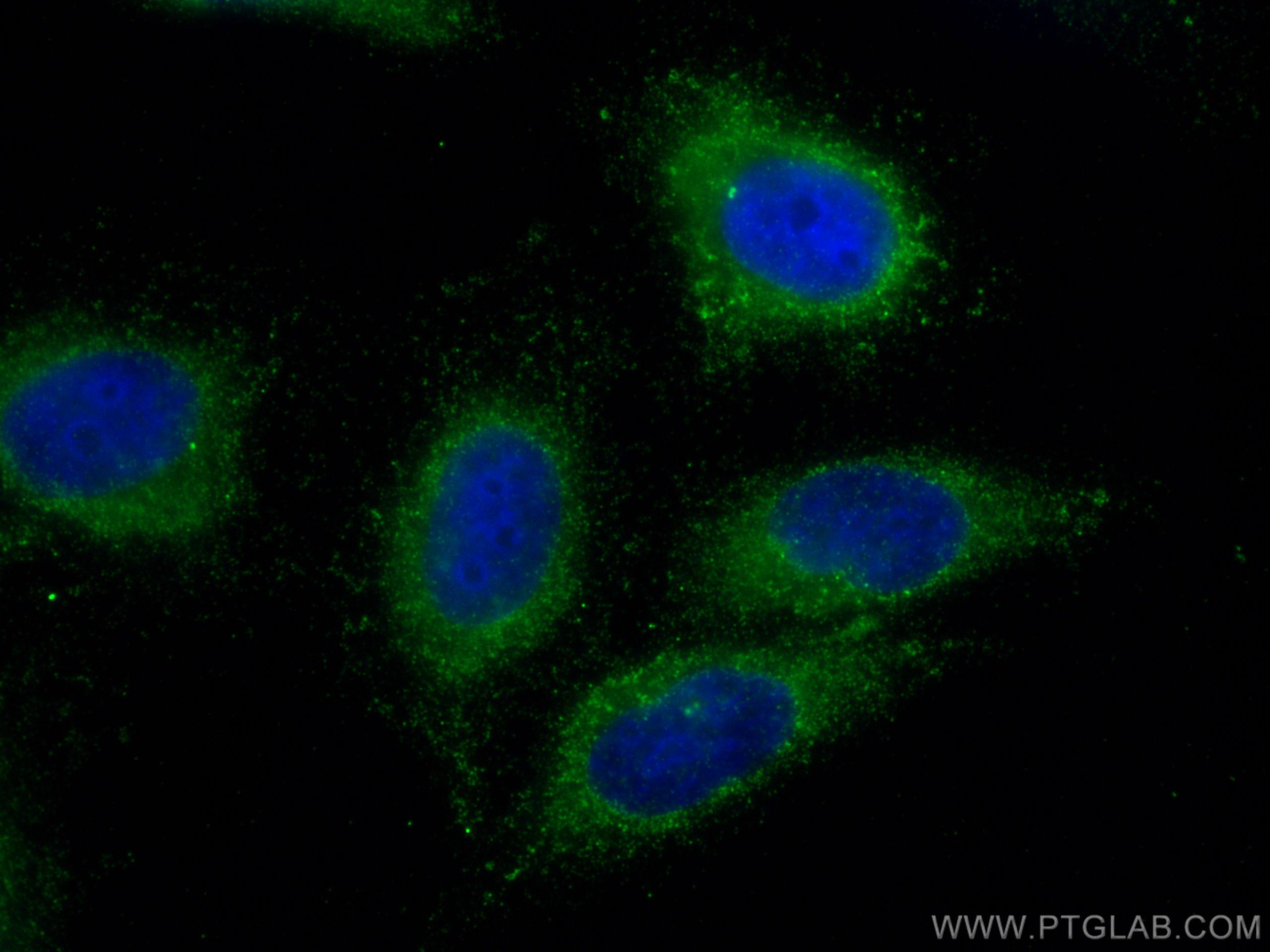 Immunofluorescence (IF) / fluorescent staining of HepG2 cells using FABP5 Monoclonal antibody (66299-1-Ig)