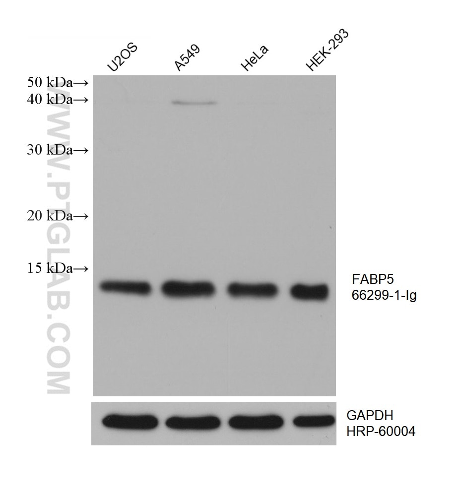 Western Blot (WB) analysis of various lysates using FABP5 Monoclonal antibody (66299-1-Ig)
