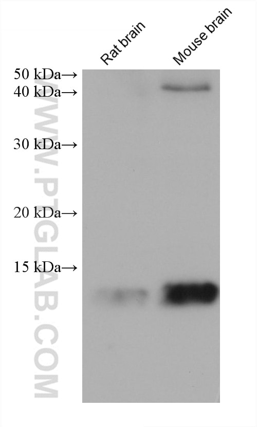 Western Blot (WB) analysis of various lysates using FABP5 Monoclonal antibody (66299-1-Ig)