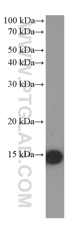 Western Blot (WB) analysis of A375 cells using FABP5 Monoclonal antibody (66299-1-Ig)