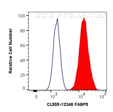 Flow cytometry (FC) experiment of HeLa cells using CoraLite®555-conjugated FABP5 Polyclonal antibody (CL555-12348)