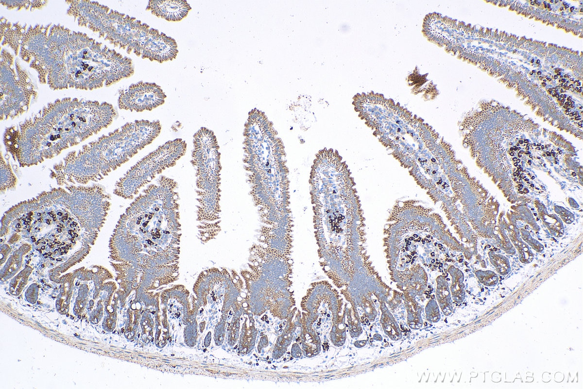 IHC staining of mouse small intestine using 13781-1-AP