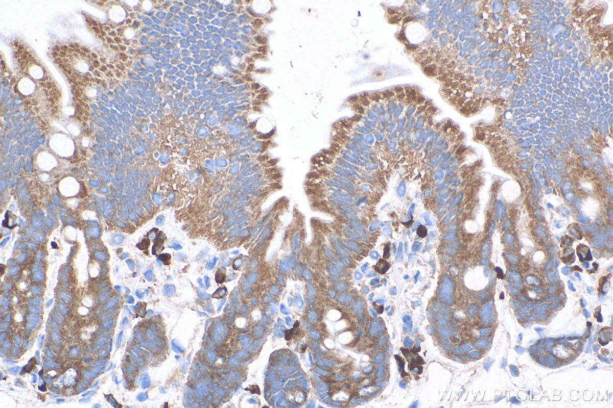Immunohistochemistry (IHC) staining of mouse small intestine tissue using FABP6 Polyclonal antibody (13781-1-AP)
