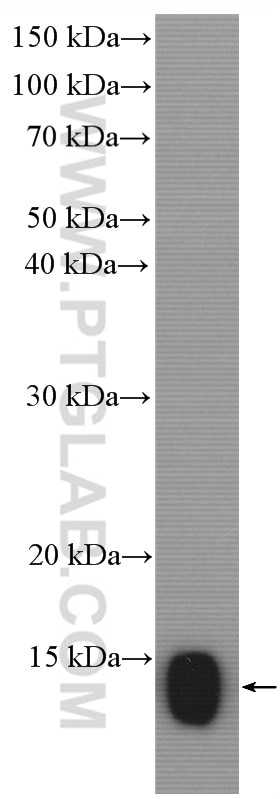 Western Blot (WB) analysis of mouse small intestine tissue using FABP6 Polyclonal antibody (13781-1-AP)