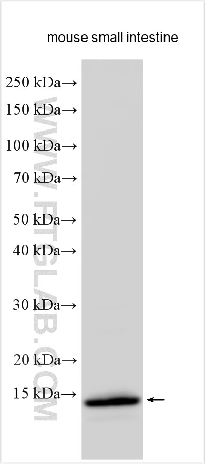 Western Blot (WB) analysis of various lysates using FABP6 Polyclonal antibody (13781-1-AP)