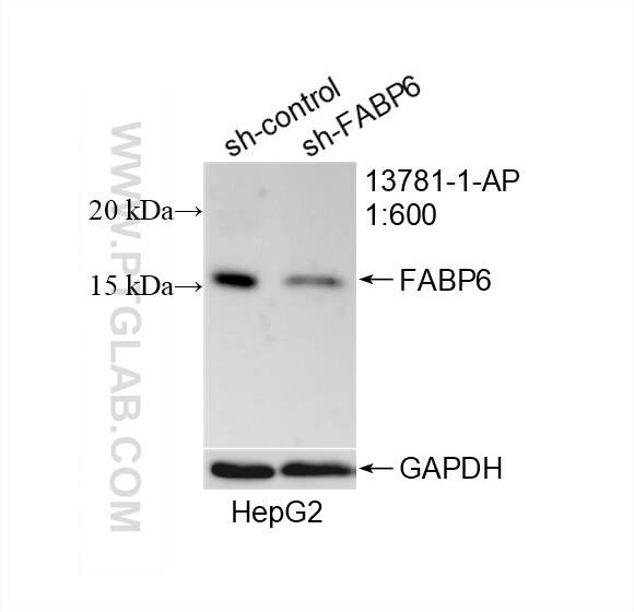 Western Blot (WB) analysis of HepG2 cells using FABP6 Polyclonal antibody (13781-1-AP)